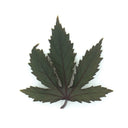 Coral Roselle Leaves