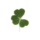 Sour Wood Sorrel