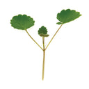 Wild Anise Top