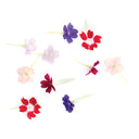 Mix Dakota Flowers