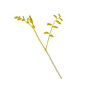 Golden Salties