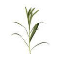 Tarragon