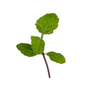 Spearmint
