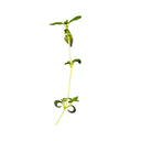 Thyme