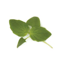 Mint Basil