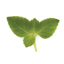 Vanilla Basil