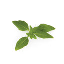 Greek Basil