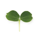 Azzuri Cress