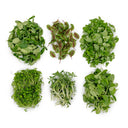 The New Sakura - Cantaloupe 'N Herb Fusion