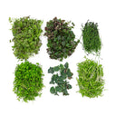 The New Sakura - Herb and Shiso Ensemble
