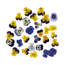 Edible Flowers • Press Dried