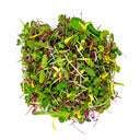 Jubilee Microgreens Mix